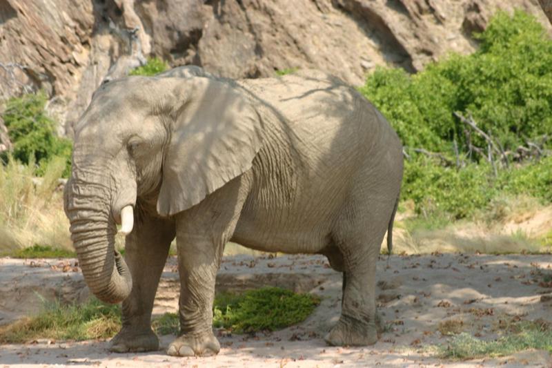 Fort Sesfontein Lodge & Safaris Ngoại thất bức ảnh